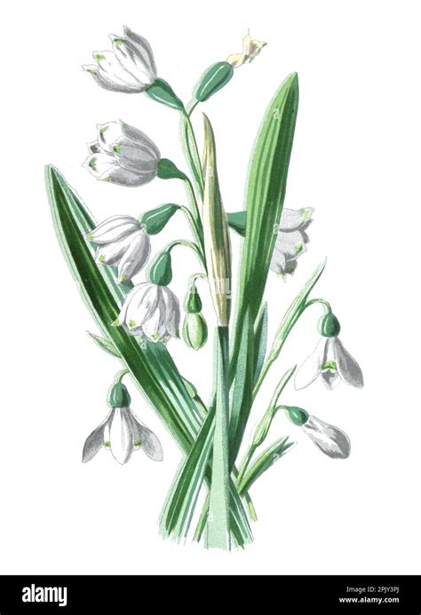 Illustration détaillée de l'anatomie d'un bulbe de Galanthus nivalis