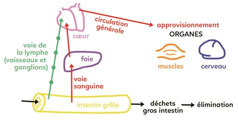 Schéma explicatif illustrant la circulation des nutriments dans le substrat d'un bonsaï après application de boulettes organiques
