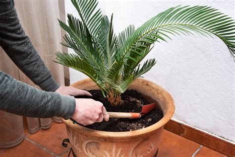 Schéma illustrant le bon arrosage du Cycas revoluta