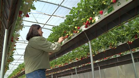 fraises cultivées en suspension sous serre