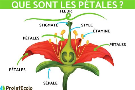 Schéma de montage des pétales