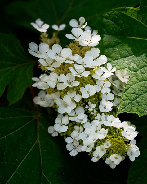Illustration d'un Hydrangea quercifolia avec son feuillage découpé typique