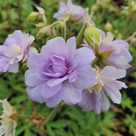 Géranium vivace 'Summer Skies' en pleine floraison