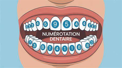 Diagramme illustrant le montage hélicoïdal des dents sur le porte-dents