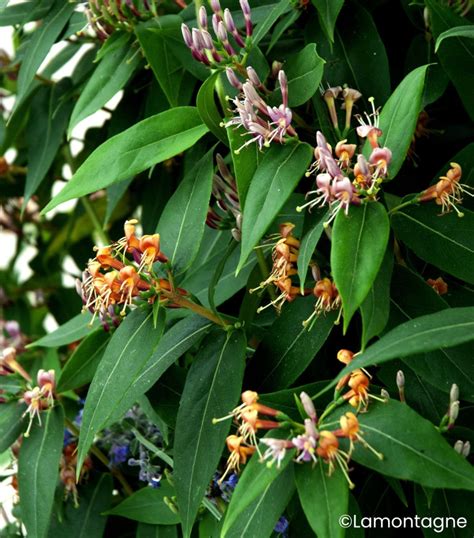 Illustration comparative : chèvrefeuille en plein soleil vs chèvrefeuille en situation ombragée (Lonicera henryi)