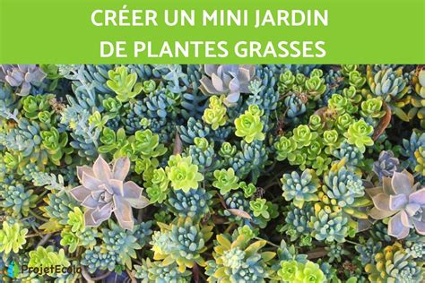 Illustration d'un grand jardin de plantes grasses avec diverses espèces