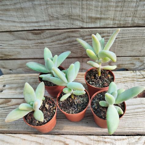 Image d'un Pachyphytum aux feuilles charnues