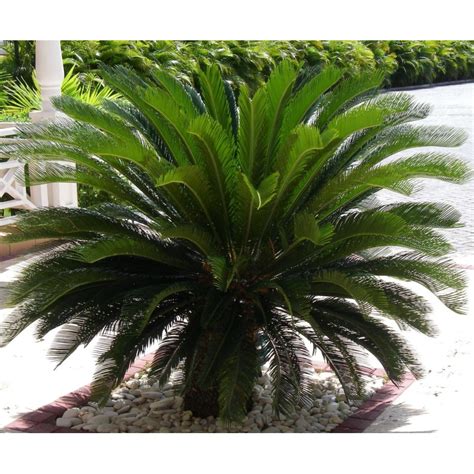 Illustration botanique d'un Cycas revoluta adulte en extérieur