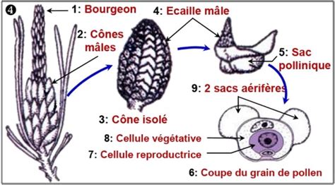 Schéma comparatif montrant la différence entre un cône mâle et une rosette femelle