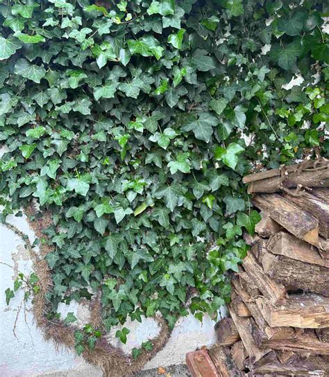 Un oiseau nichant dans un épais feuillage de lierre