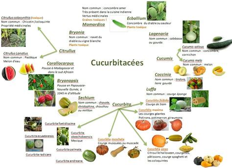 Schéma explicatif des familles de Cucurbitacées et risques de croisement