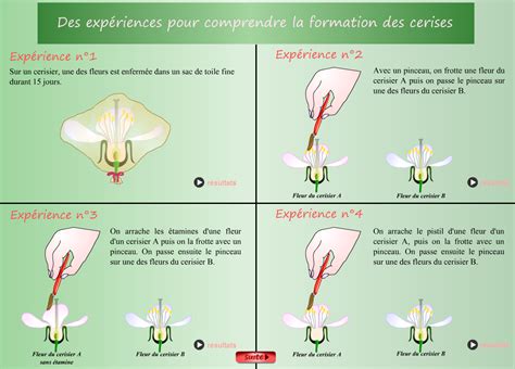 Étapes de la fécondation manuelle : ensachage, transfert de pollen et marquage du fruit