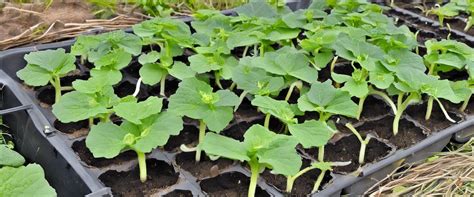 Installation d'un tuteurage efficace pour les plants de cornichons