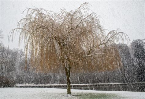 Taille d'un saule pleureur en hiver