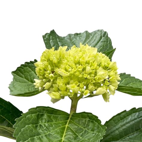 Boule d'hortensias fraîchement coupés sur un support