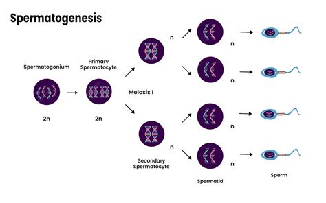 Diagramme du processus de la spermatogenèse