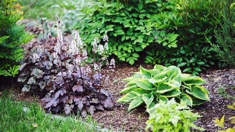 Aménagement du pied d'une plante grimpante avec des heuchères