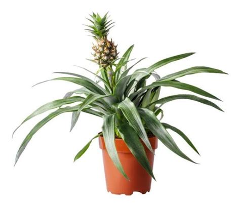 Plan général d'un ananas en pot dans un intérieur lumineux