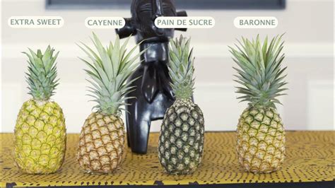 Schéma illustrant les différentes variétés d'ananas et leurs caractéristiques