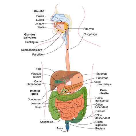 Schéma du système digestif humain