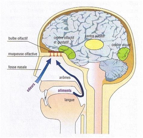 Illustration anatomique du cerveau humain avec le bulbe olfactif mis en évidence