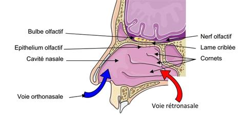 Schéma du trajet d'une molécule odorante de la cavité nasale au bulbe olfactif