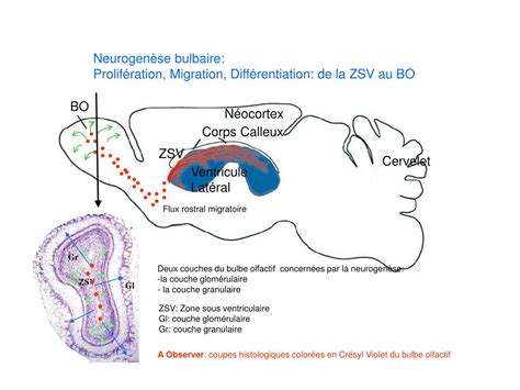 Diagramme illustrant la migration des neuroblastes de la zone sous-ventriculaire au bulbe olfactif