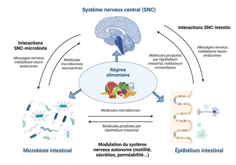 Représentation schématique de l'influence du stress sur la neurogenèse