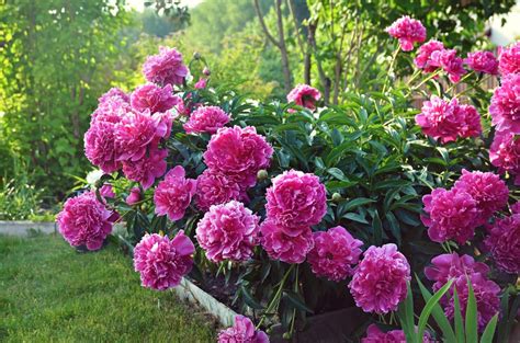 Photo d'une allée fleurie des Jardins de Cadiot avec des pivoines en pleine floraison