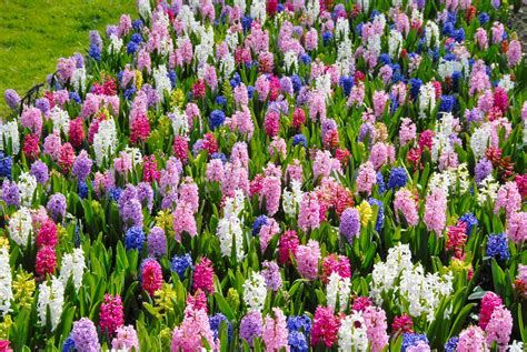 Jacinthes de différentes couleurs en massif