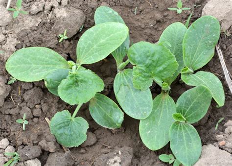 Jeunes plants de courgettes