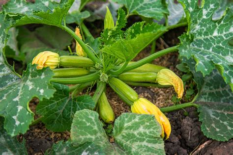 Plant de courgette infesté de pucerons