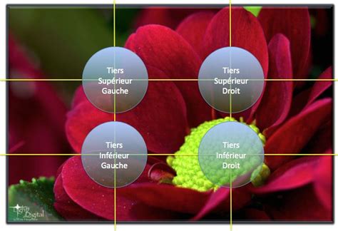 Schéma explicatif de la règle des tiers pour la composition florale