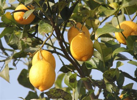 Citronnier 4 saisons avec fruits et fleurs