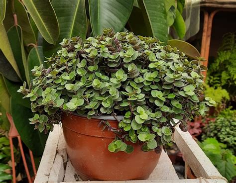gros plan sur les feuilles en forme d'écailles de la Callisia repens