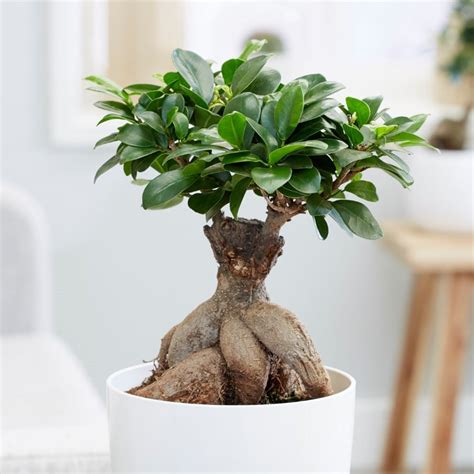 Bonsai Ficus microcarpa ginseng avec racines aériennes visibles