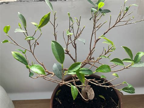 Ficus bonsaï perdant ses feuilles en raison d'un manque de lumière