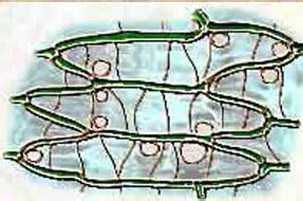 Structure cellulaire de la sphaigne