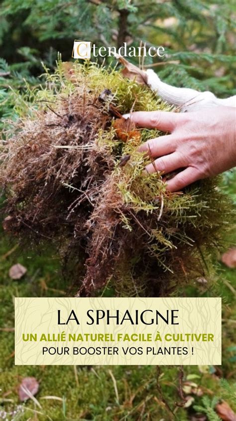 Alternatives à la sphaigne en jardinage