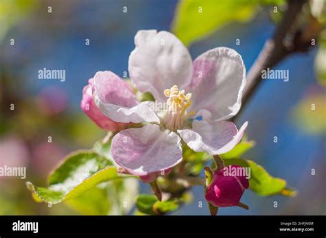 Pommier bonsaï en fleurs printanières