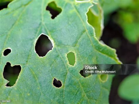Feuilles de lierre attaquées par des parasites