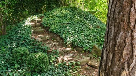 Lierre utilisé comme couvre-sol en sous-bois