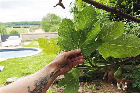 Une main cueillant des feuilles de figuier vertes et parfumées dans un jardin ensoleillé.