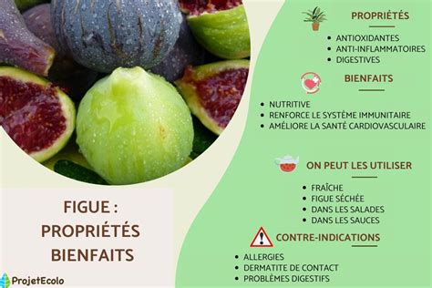 Infographie illustrant les bienfaits de la figue et des feuilles de figuier.