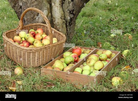 Pommes fraîchement cueillies dans un verger