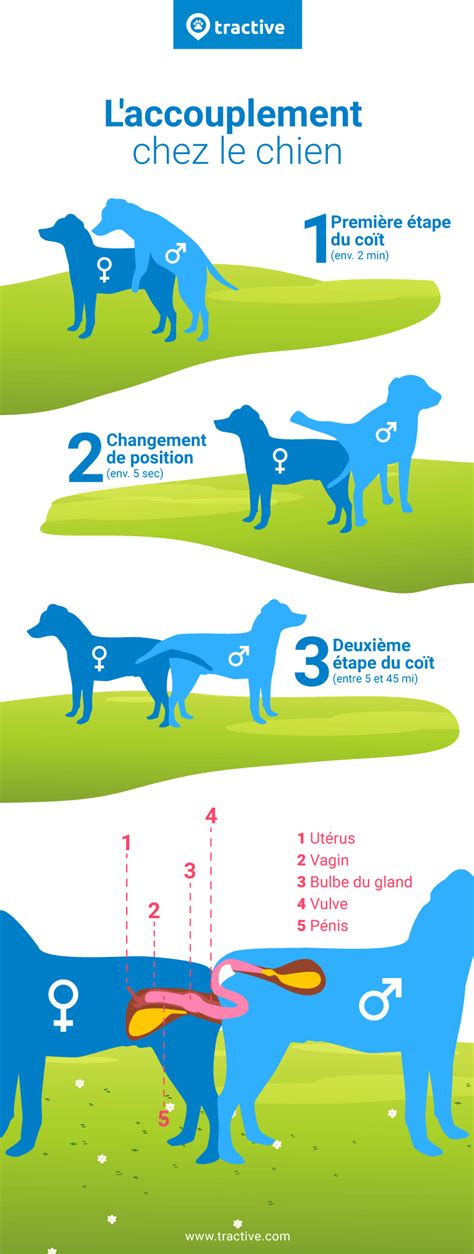 Illustration d'un accouplement canin avec les différentes phases