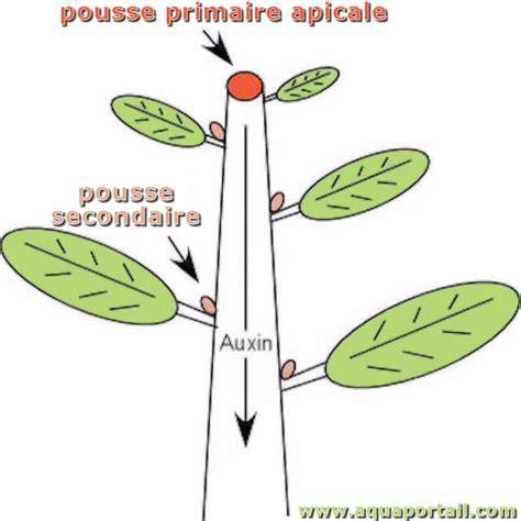 Schéma explicatif de la taille en vert et de la dominance apicale