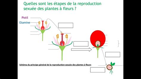schéma de la reproduction des plantes hybrides