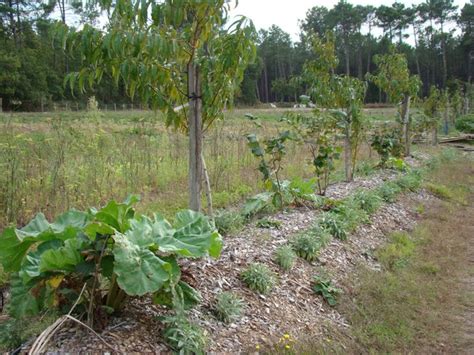 Haie fruitière diversifiée