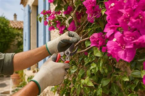 Bougainvillier en fleurs sur une façade
